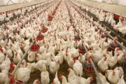 انتقال مرغ زنده از مازندران ممنوع شد