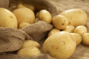 150 هزار تن سیب‌زمینی روی دست کشاورزان مانده است