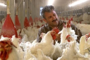 روایت کارآفرینی که توانست از مرغ فروشی دوره گرد تبدیل به زنجیره تولید کشور شود