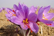تولید زعفران در یکی از روستاهای کرمانشاه