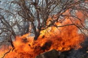 210 هزار اصله از درختان پارک ملی کرخه در آتش سوخته است